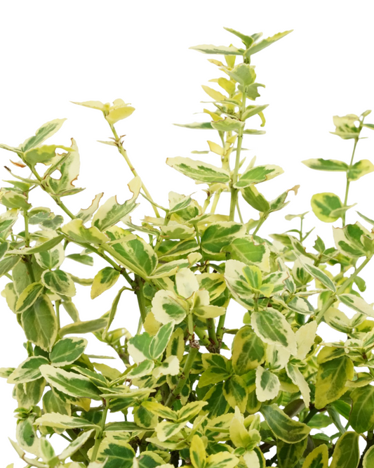Euonymus fortunei 'Emerald n Gold'