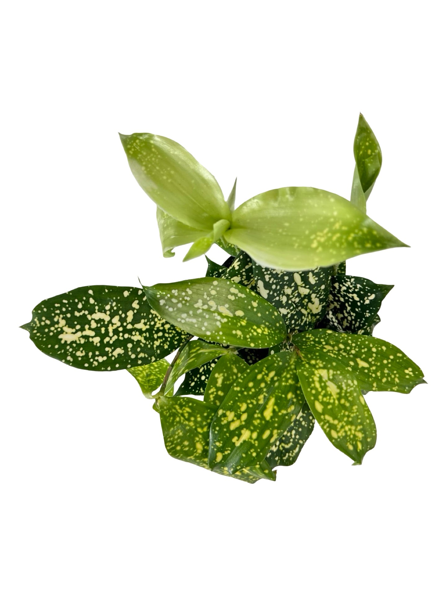 Dracaena surculosa 'Gold Dust' - House Plants