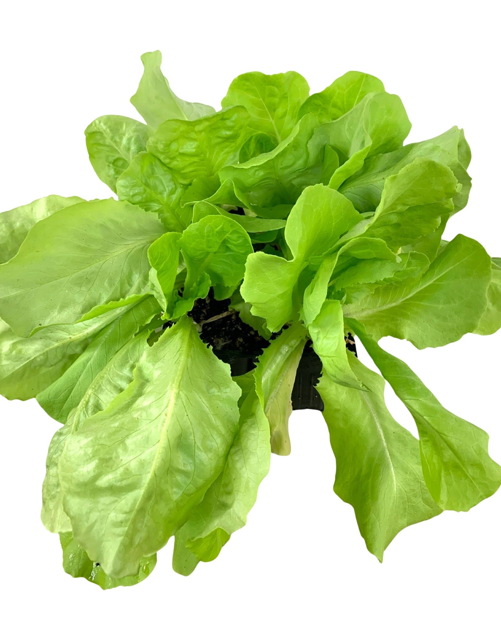 Lettuce 'Buttercrunch' Jumbo Traypack Organic - Herbs and Vegetables