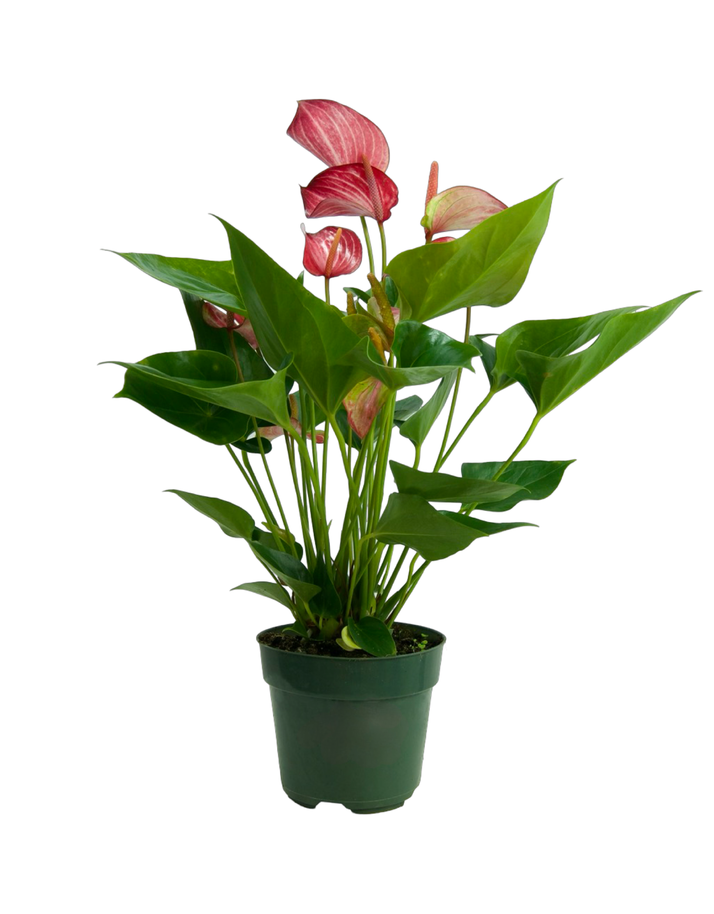 Anthurium andraeanum