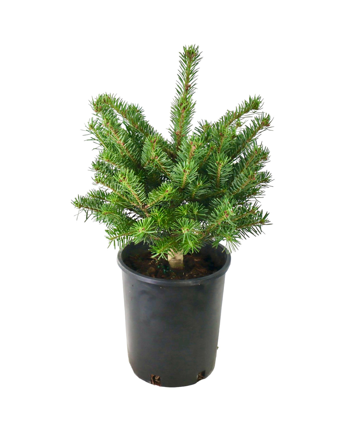 Abies nordmanniana 'Hupp's Perfect Pillar' - Shrubs