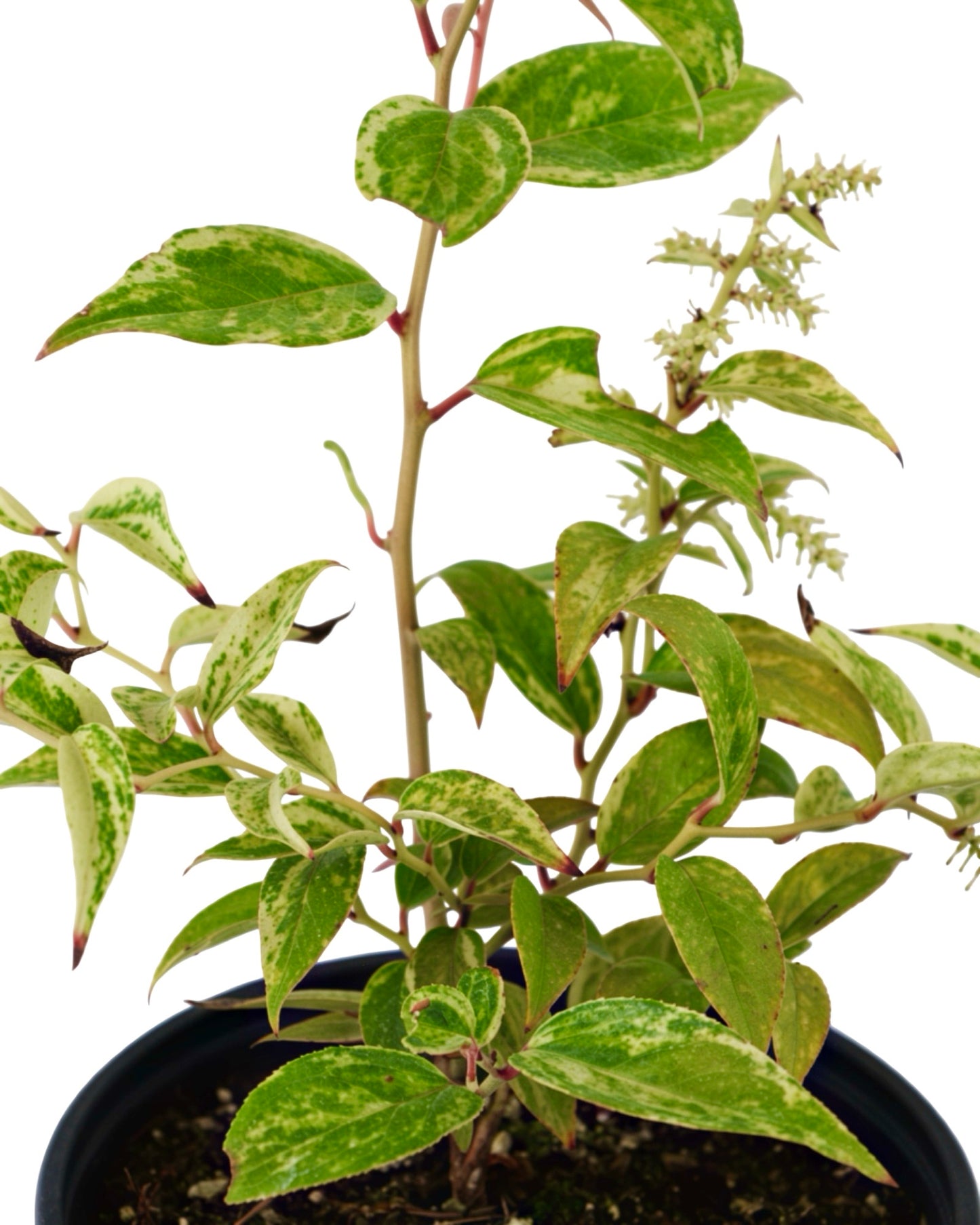Leucothoe fontanesiana 'Rainbow Improved' - Shrubs