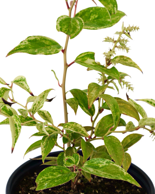 Leucothoe fontanesiana 'Rainbow Improved' - Shrubs