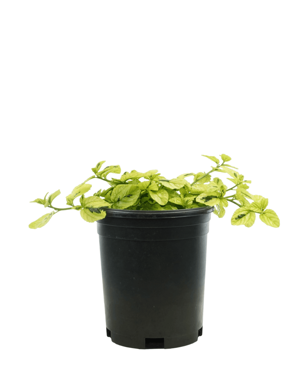 Ceanothus griseus var. horizontalis 'Diamond Heights' - The Garden Corner