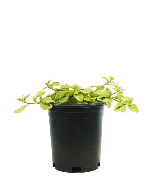 Ceanothus griseus var. horizontalis 'Diamond Heights' - The Garden Corner