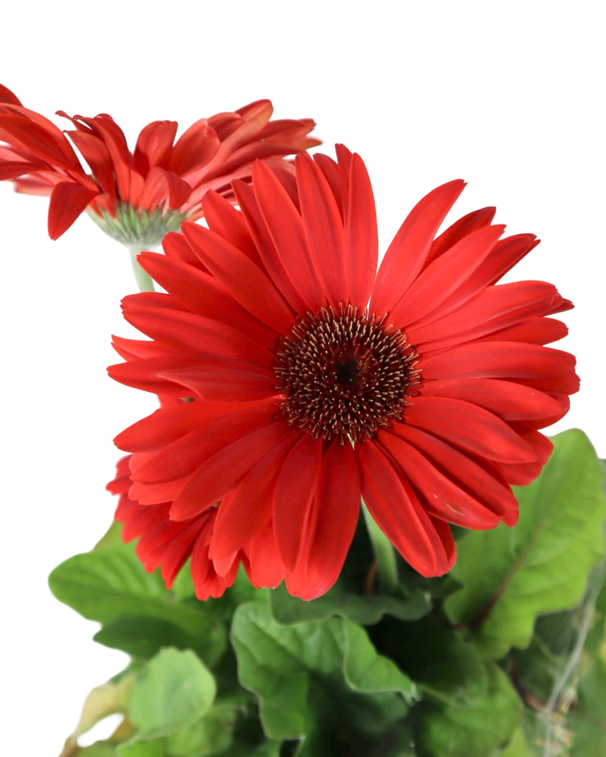 Gerbera Assorted - Annuals