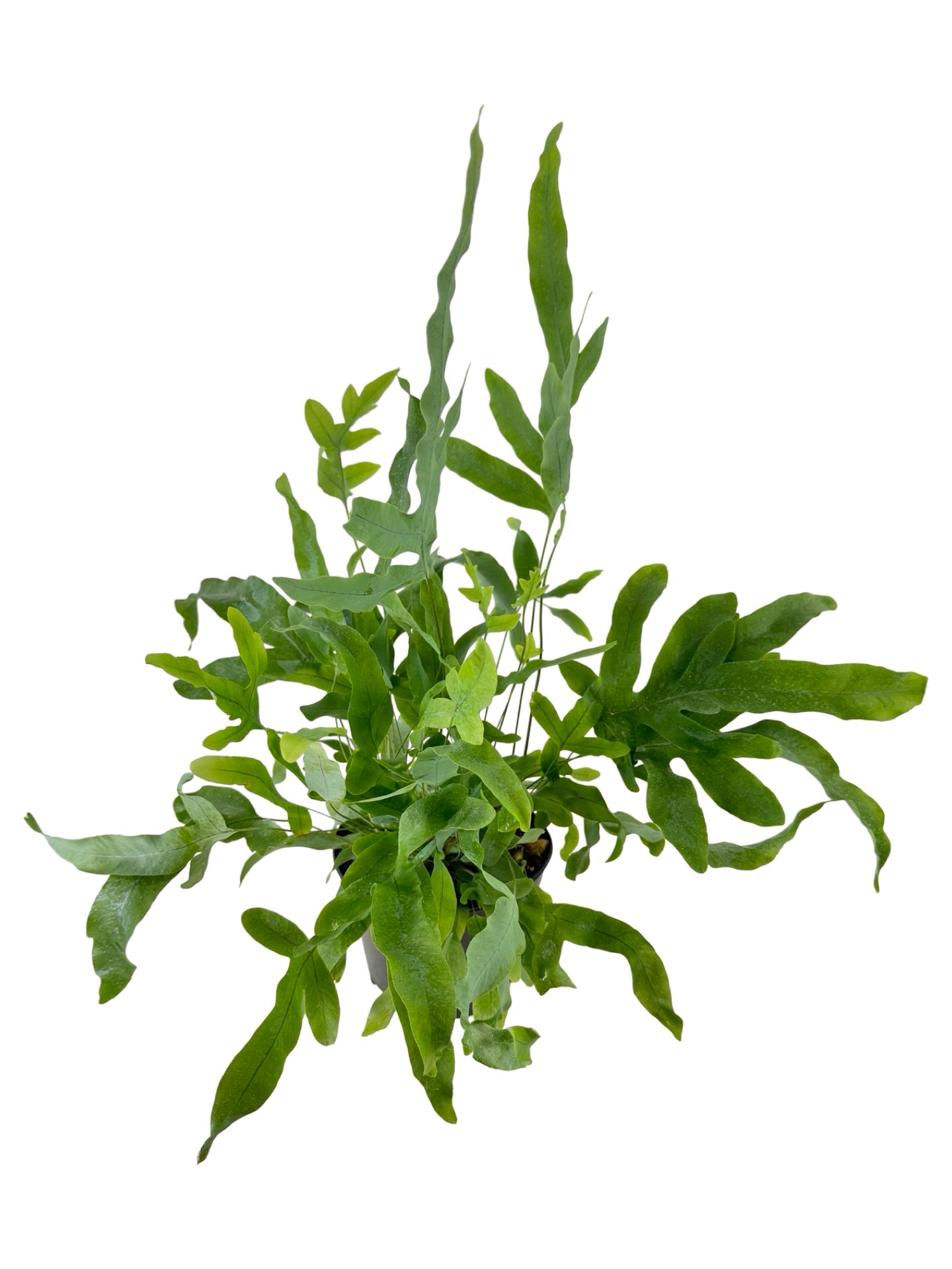 Phlebodium aureum 'Blue Star' - House Plants