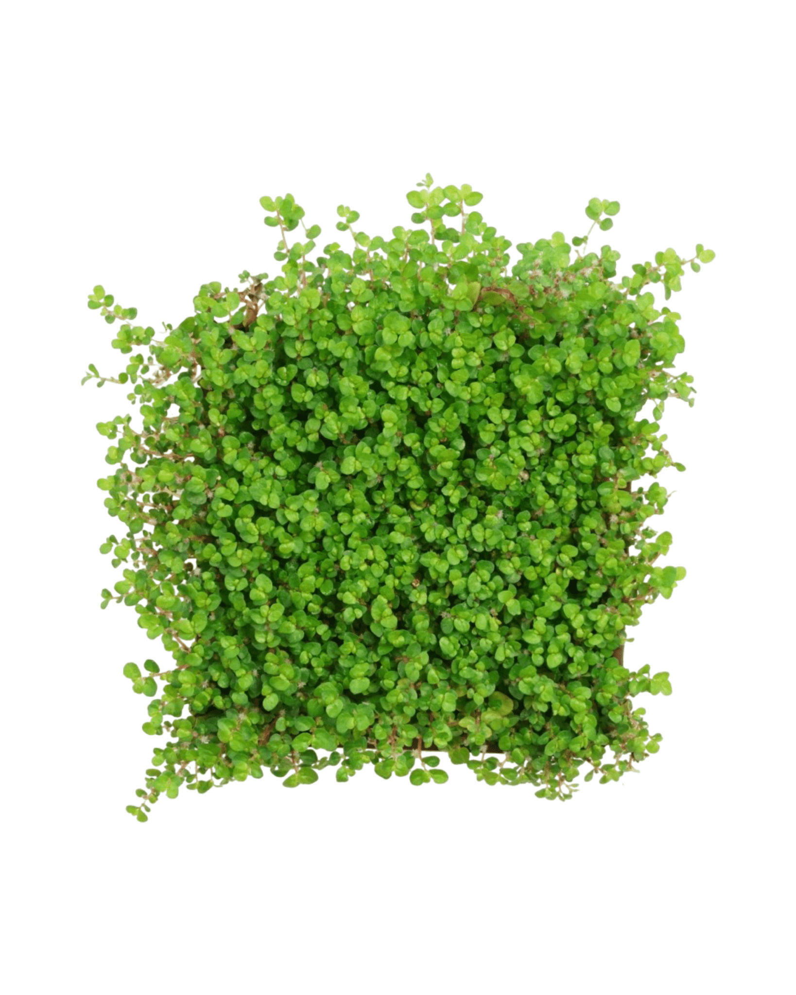 Soleirolia soleirolii - The Garden Corner