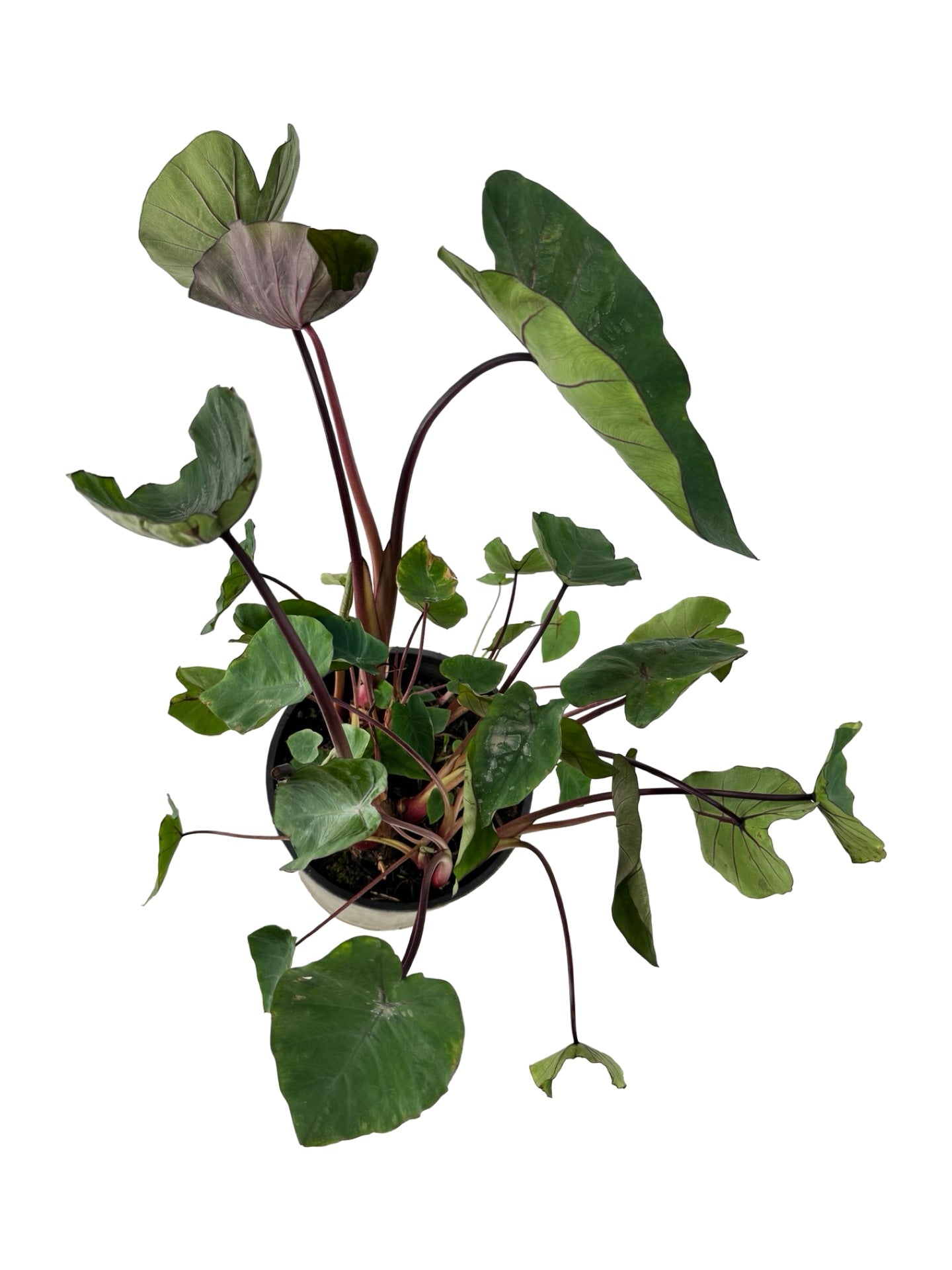 Colocasia Royal Hawaiian® 'Hawaiian Punch' - Perennials
