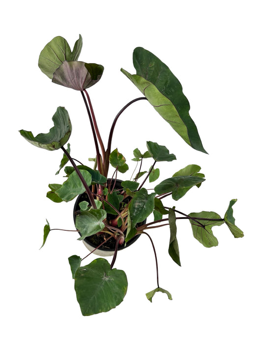 Colocasia Royal Hawaiian® 'Hawaiian Punch' - Perennials