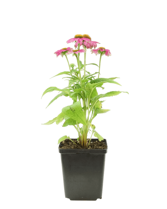 Echinacea pupurea PowWow® 'Wild Berry' - The Garden Corner