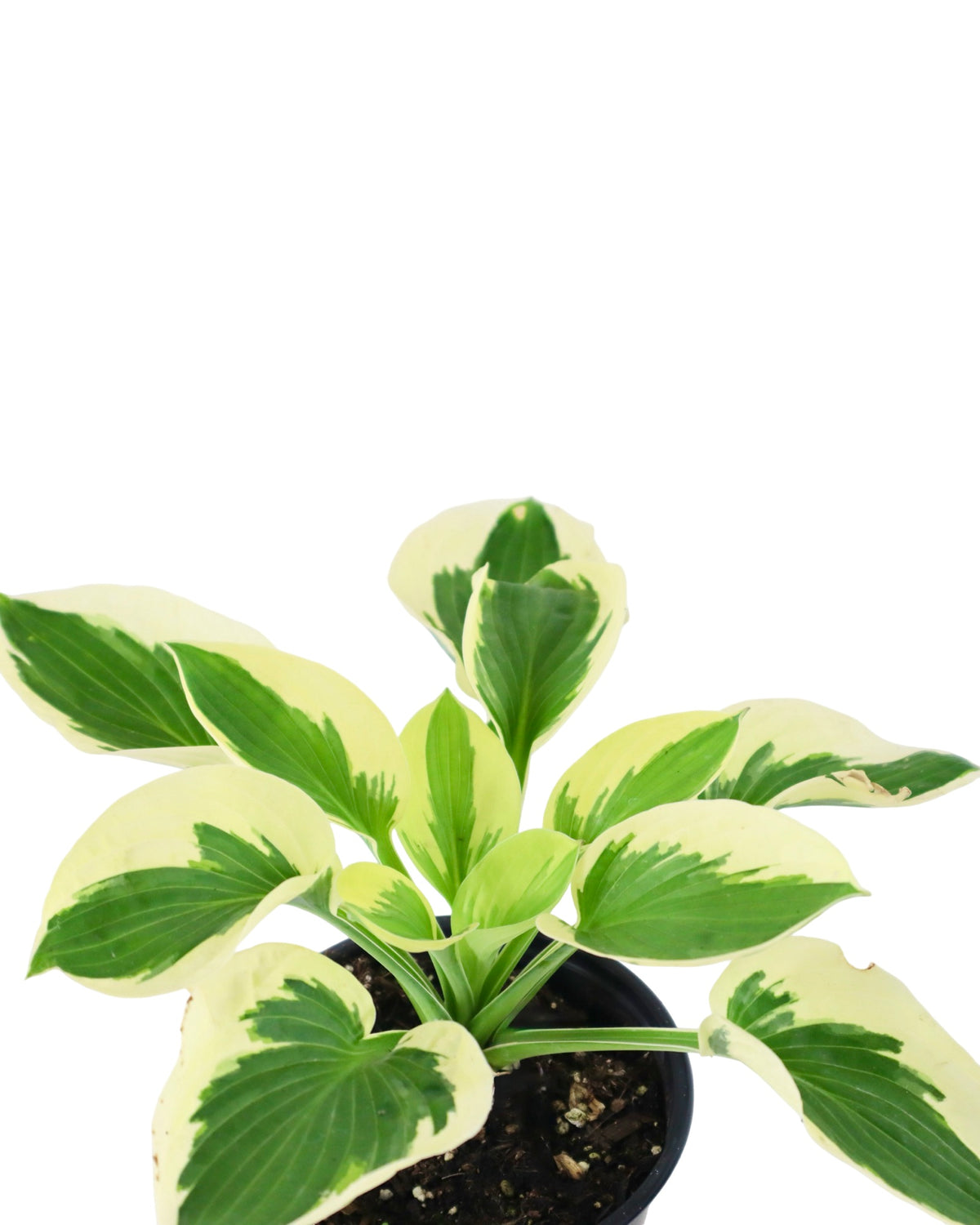 Hosta ‘Brim Cup’ - Perennials