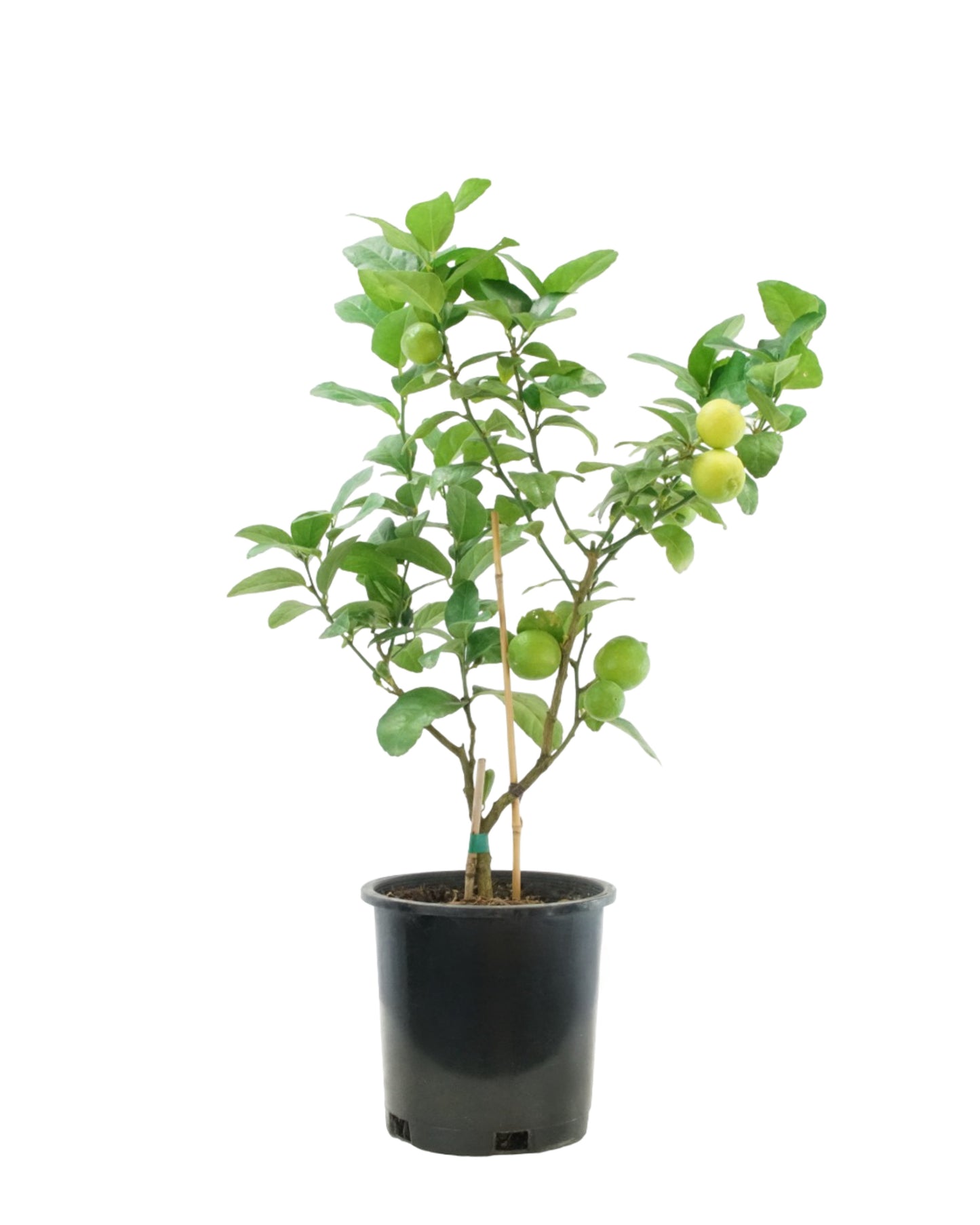 Citrus aurantifolia 'Bearss Lime'