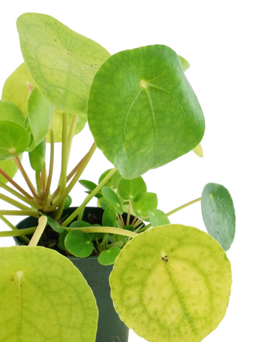 Pilea peperomioides
