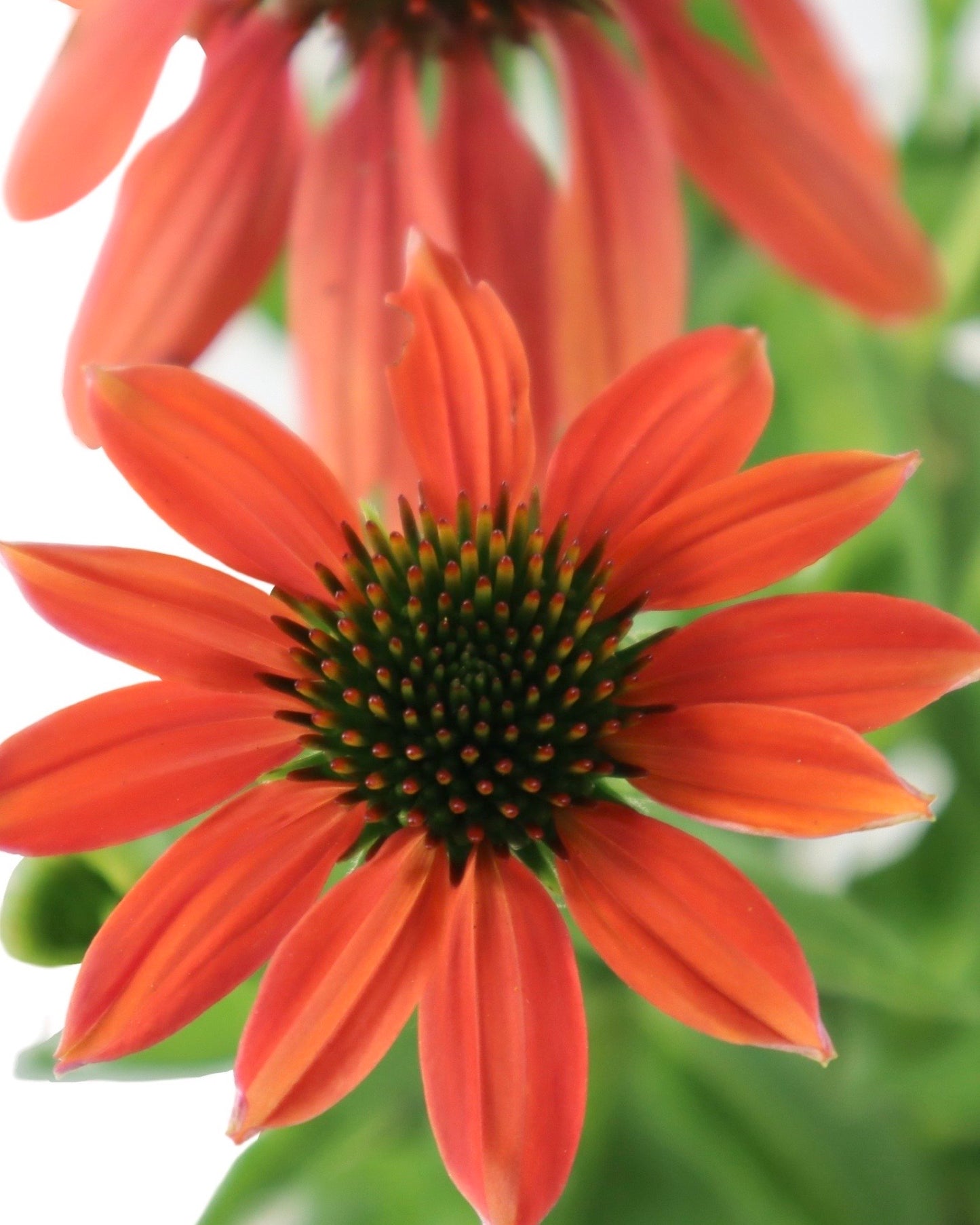Echinacea 'Artisan Soft Orange' - Perennials