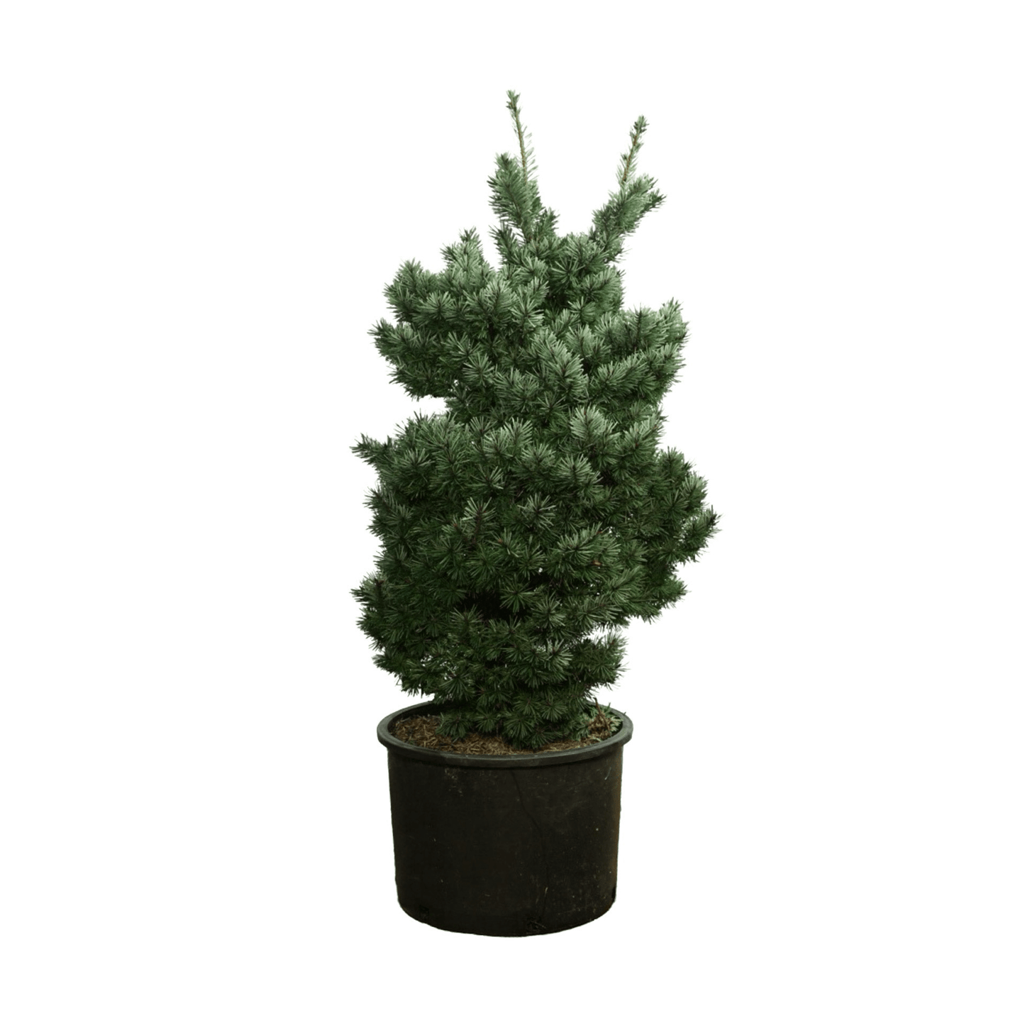 Pseudotsuga menziesii 'Les Barres' - The Garden Corner