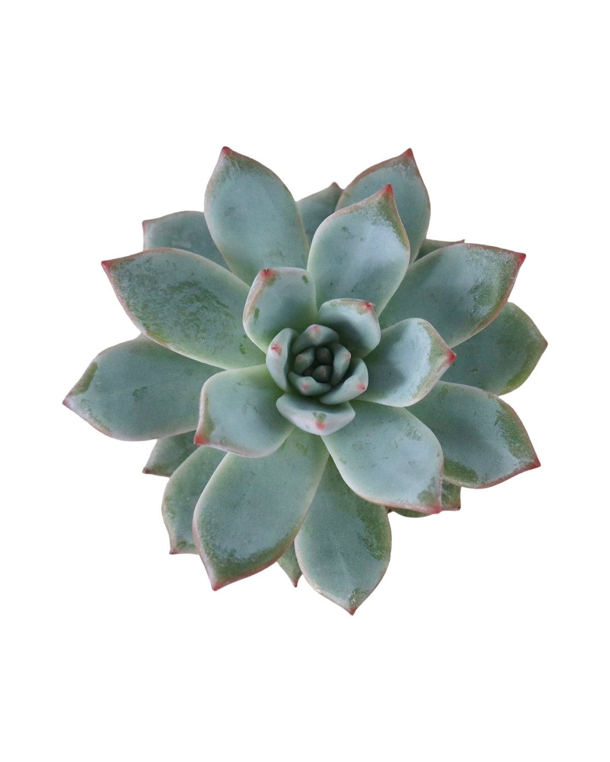 Echeveria ‘Blue Bird’ - House Plants