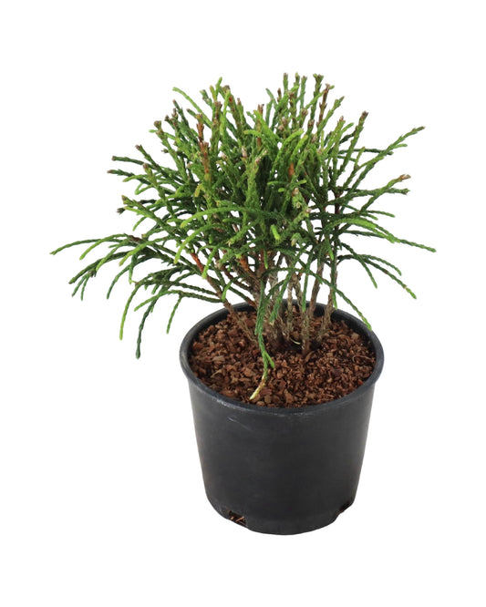 Thuja plicata 'Whipcord' - Shrubs