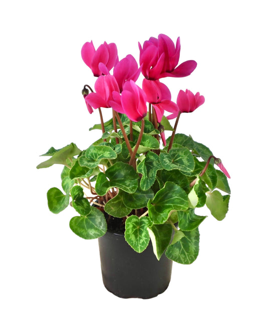 Cyclamen 'Elegante Neon Pink' - House Plants