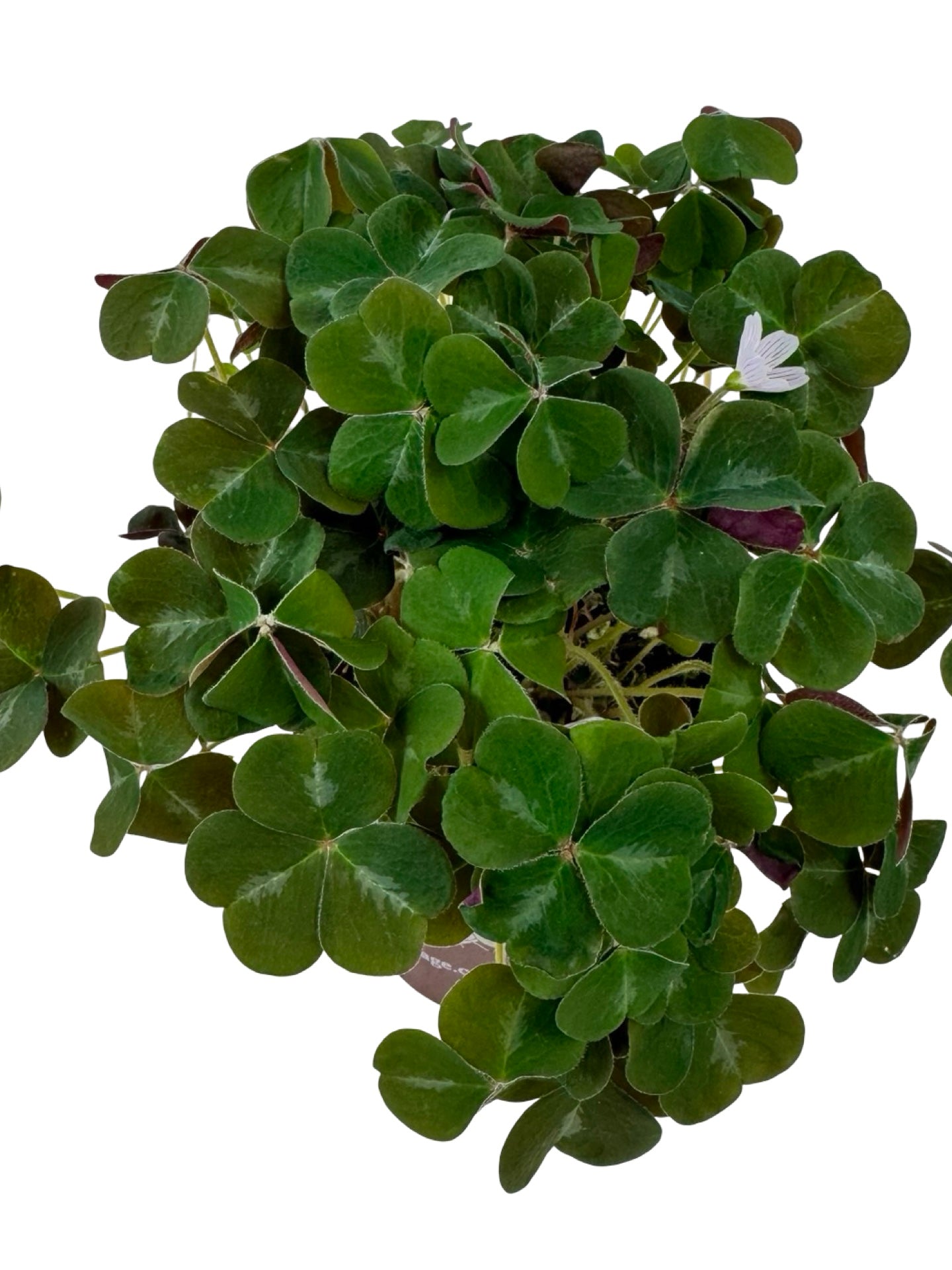 Oxalis oregana 'Klamath Ruby' - Perennials