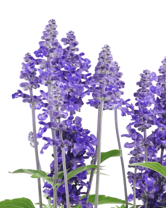 Salvia Sally fun™ 'Deep Ocean' - The Garden Corner