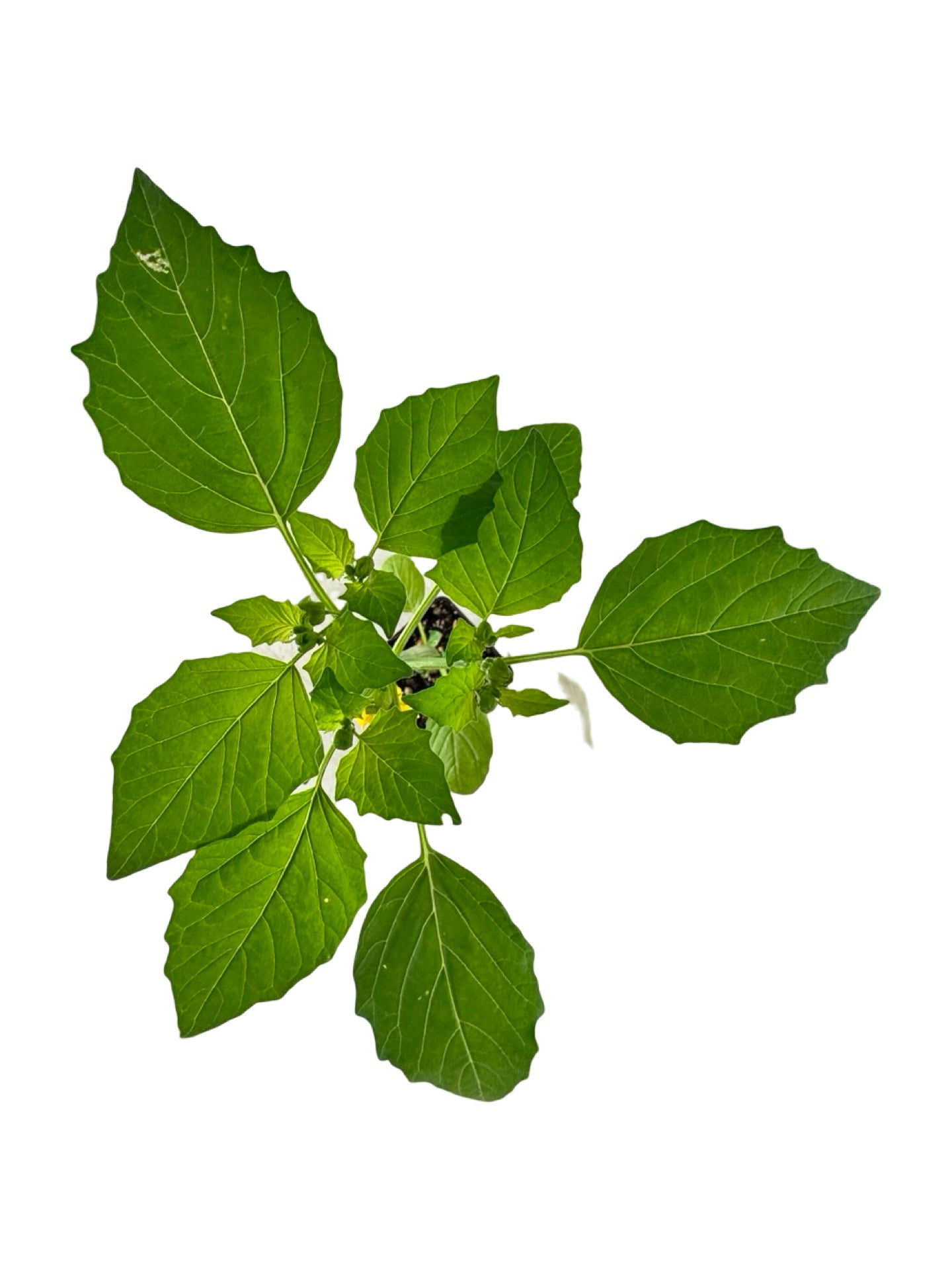 Tomatillo 'Mexican Strain' - Herbs and Vegetables