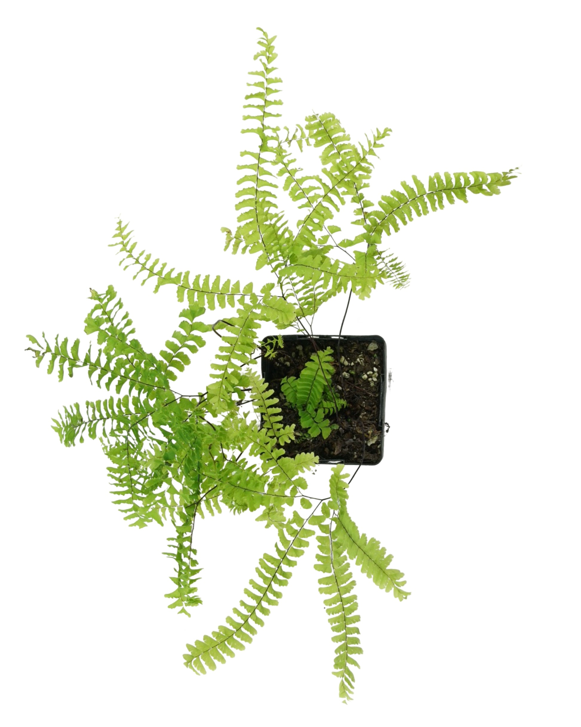 Adiantum aleuticum - Perennials