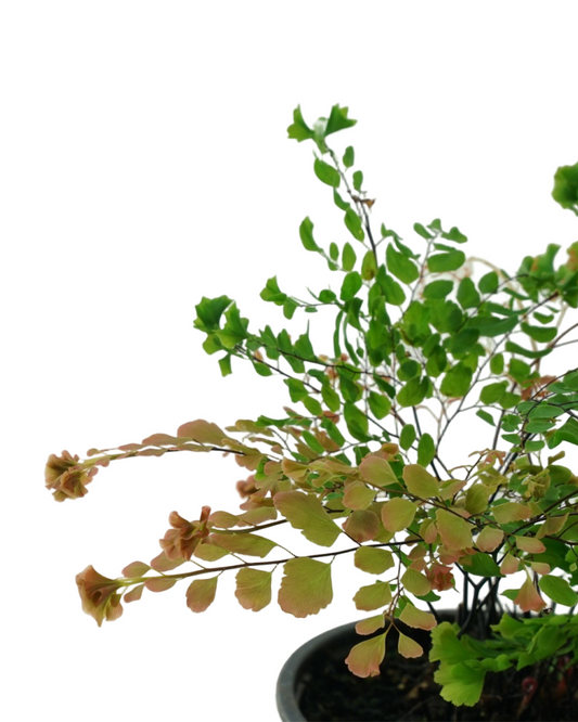 Adiantum tenerum 'Peacock'