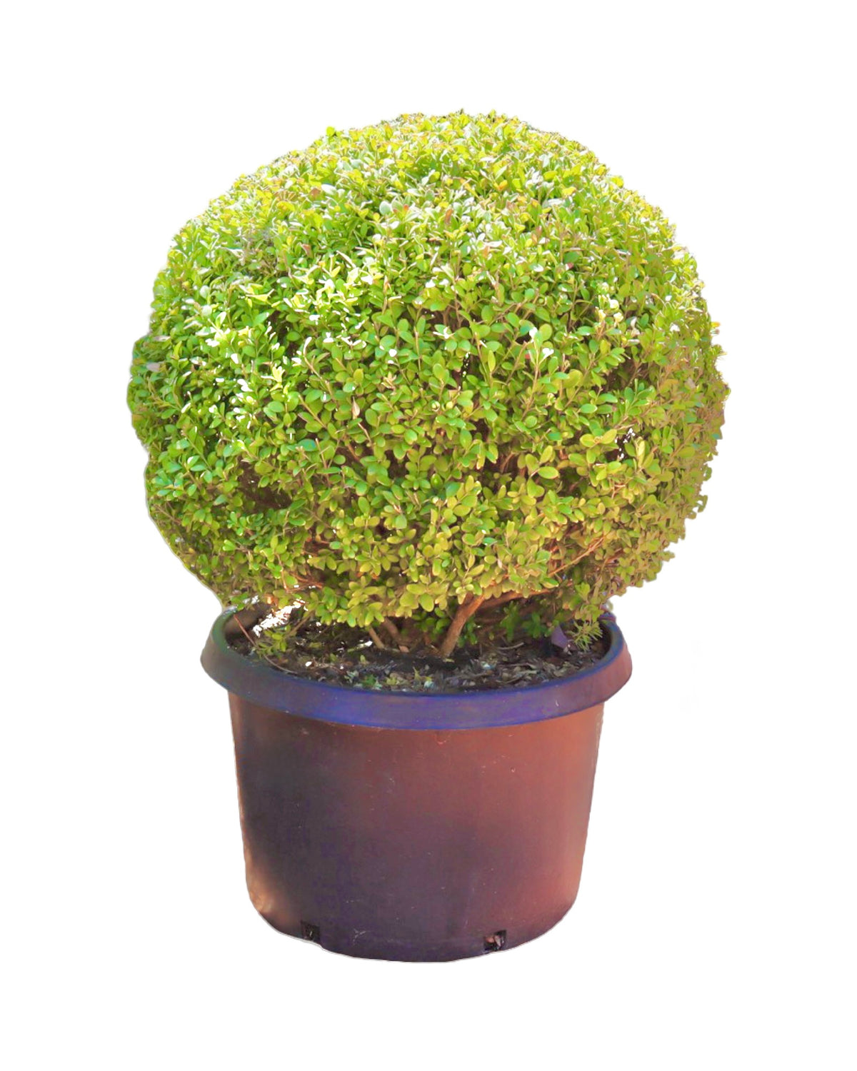 Buxus semperviren Single Globe Topiary - Shrubs