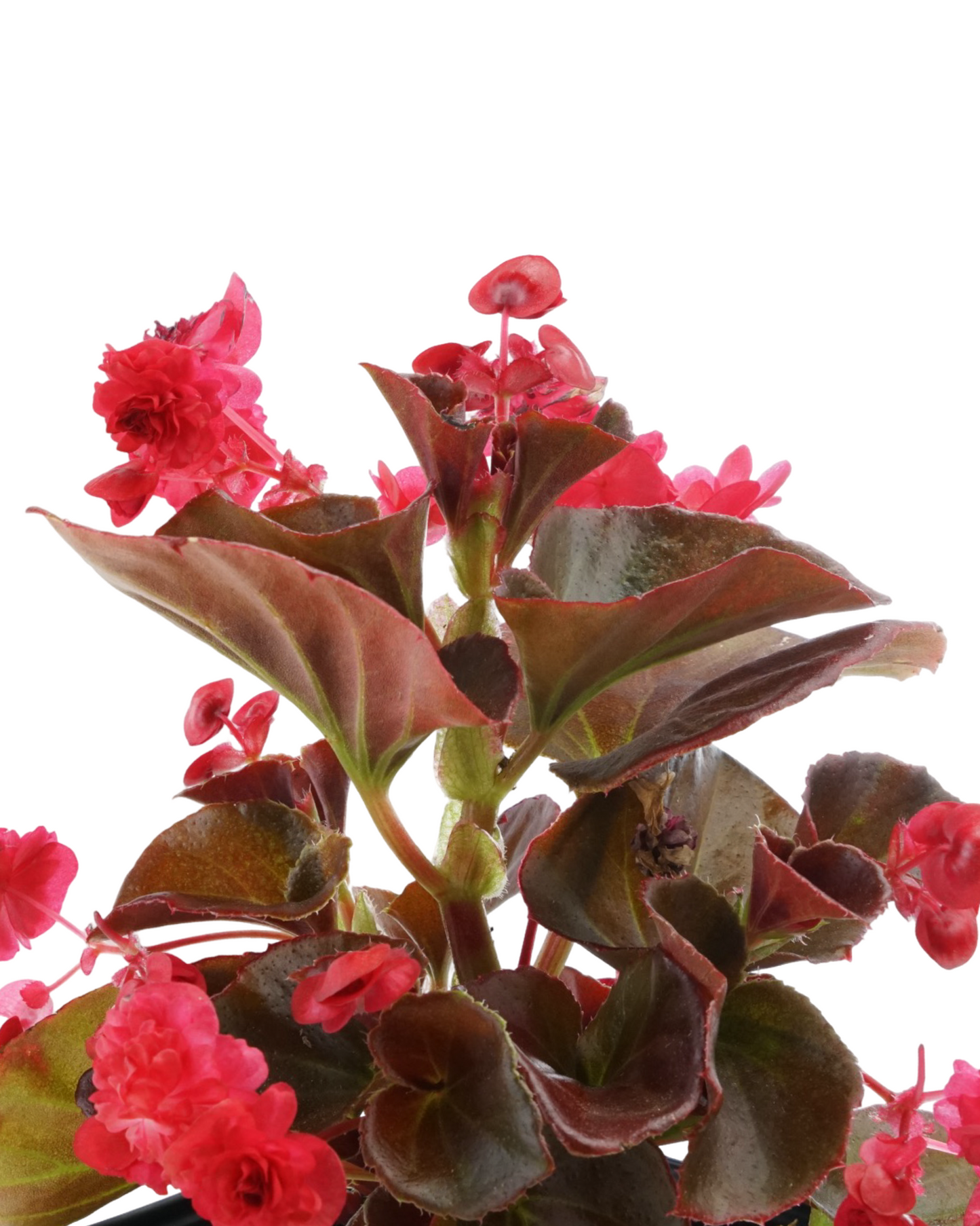 Begonia 'Doublet® Red' - Annuals