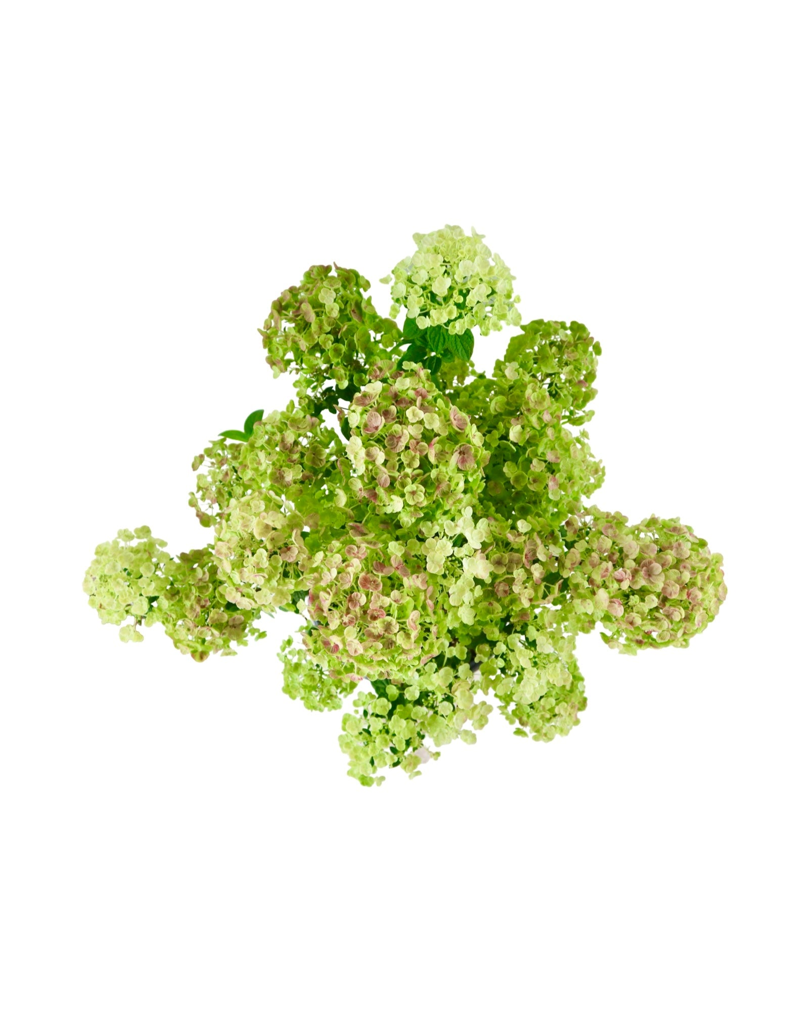 Hydrangea paniculata Tiny Quick Fire® - Shrubs