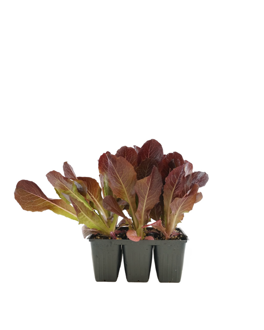 Lettuce Organic 'Red Romaine'