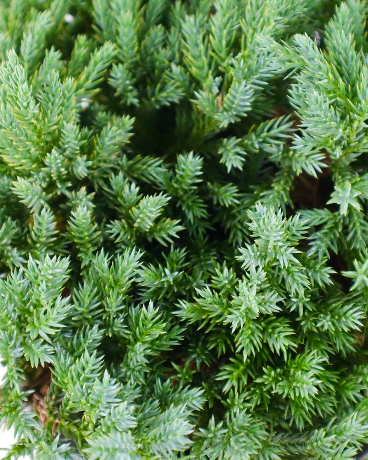 Juniperus squamata 'Blue Carpet' - Shrubs