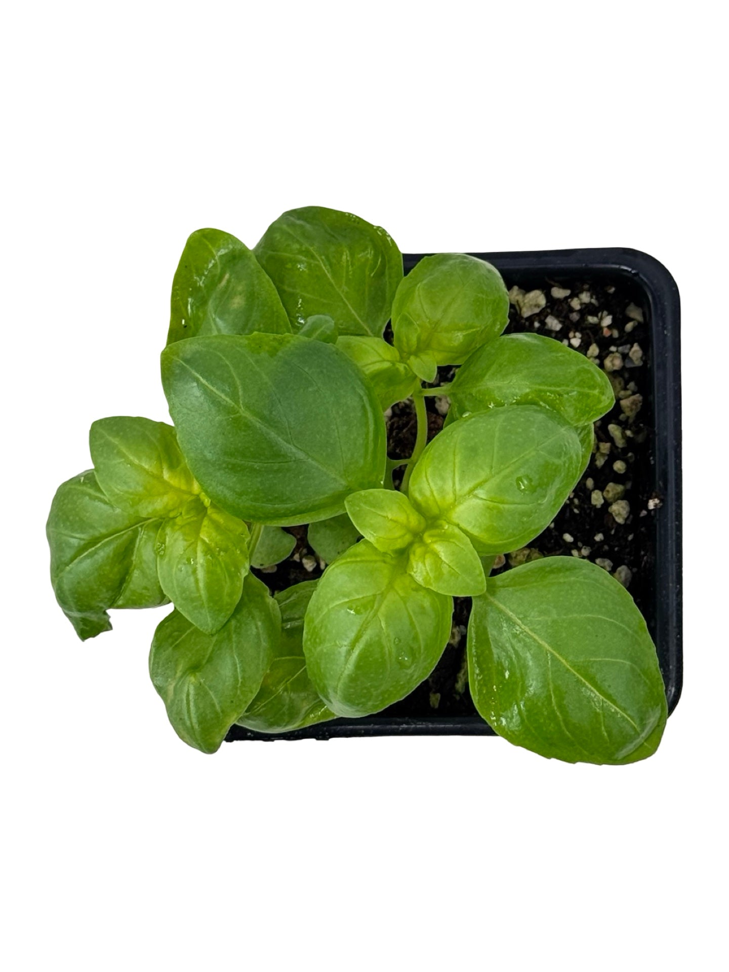 Basil Everleaf Genovese - Herbs and Vegetables