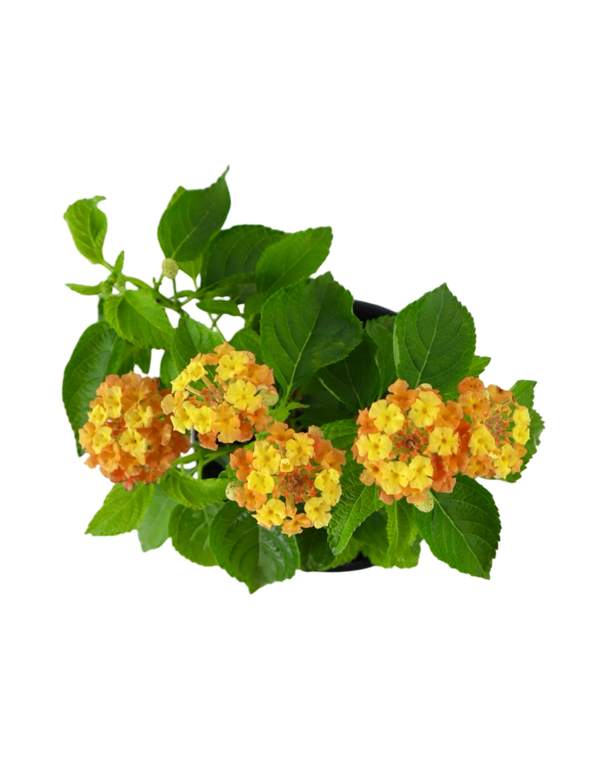 Lantana Bandolista™ 'Mango' - Annuals