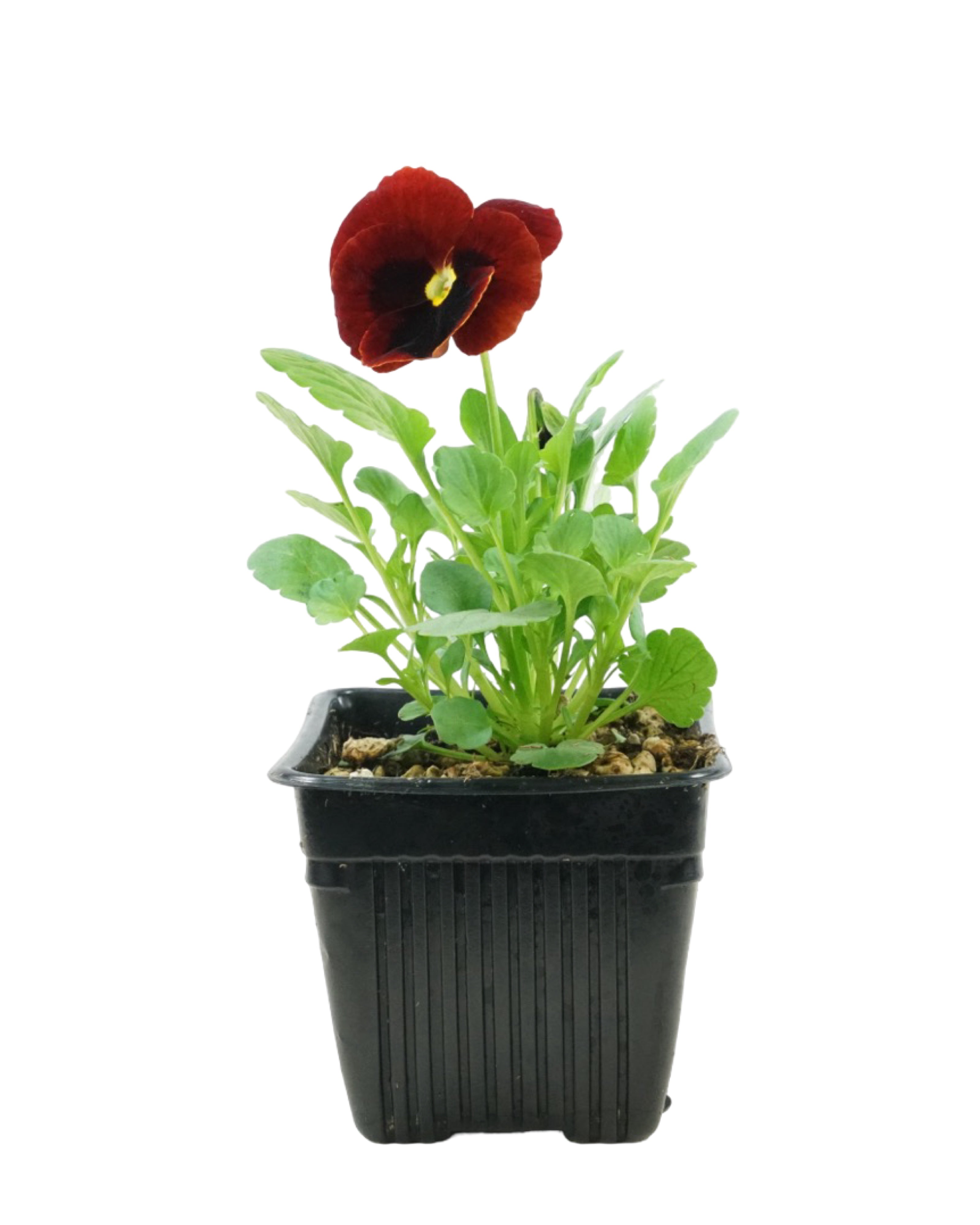 Pansy – The Garden Corner