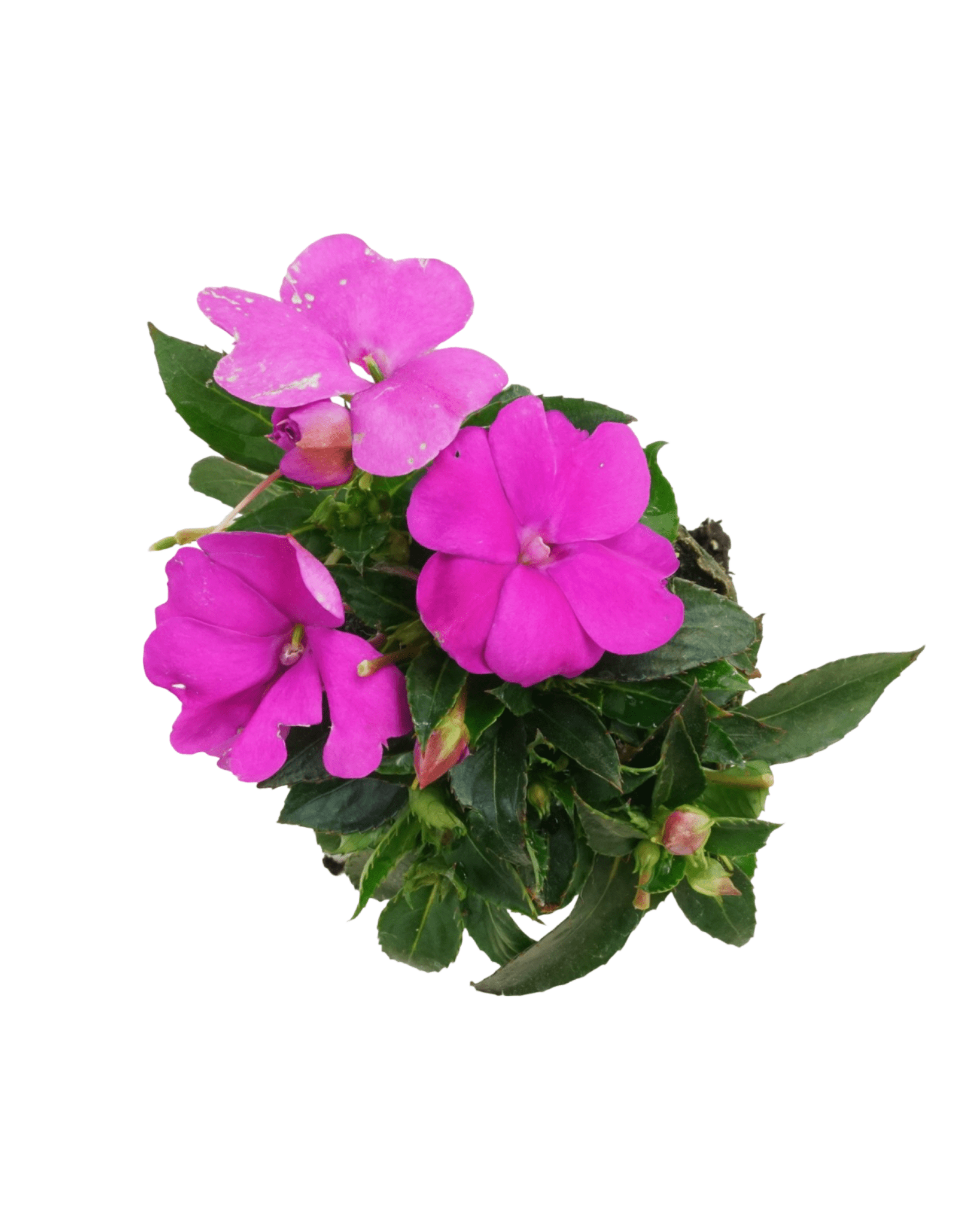 Sunpatiens 'Compact Lilac' - The Garden Corner