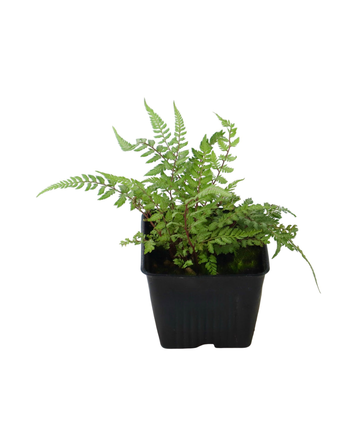 Athyrium niponicum pictum 'Pearly White' - Perennials