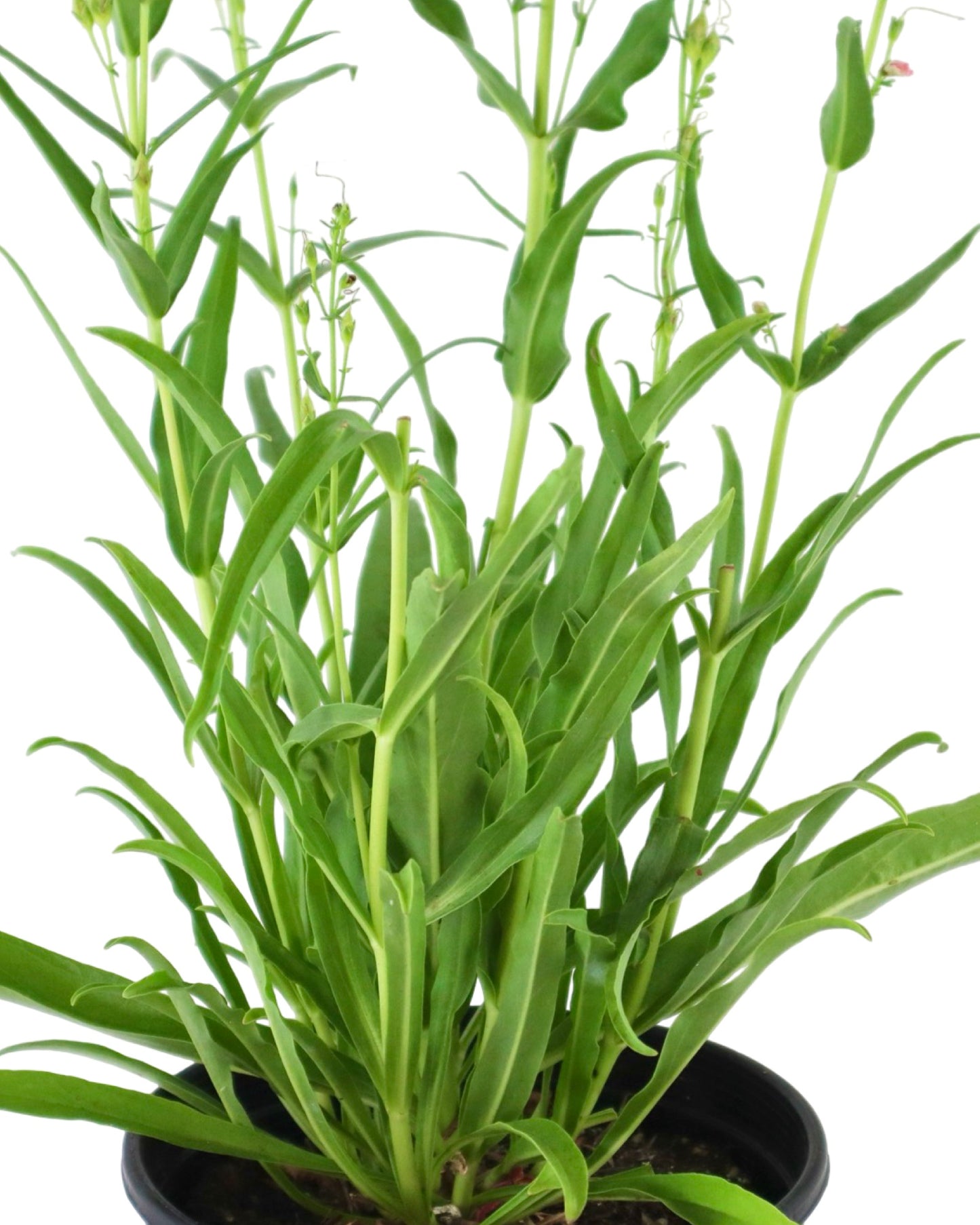 Penstemon Summit Sweets™ Ruby - Perennials