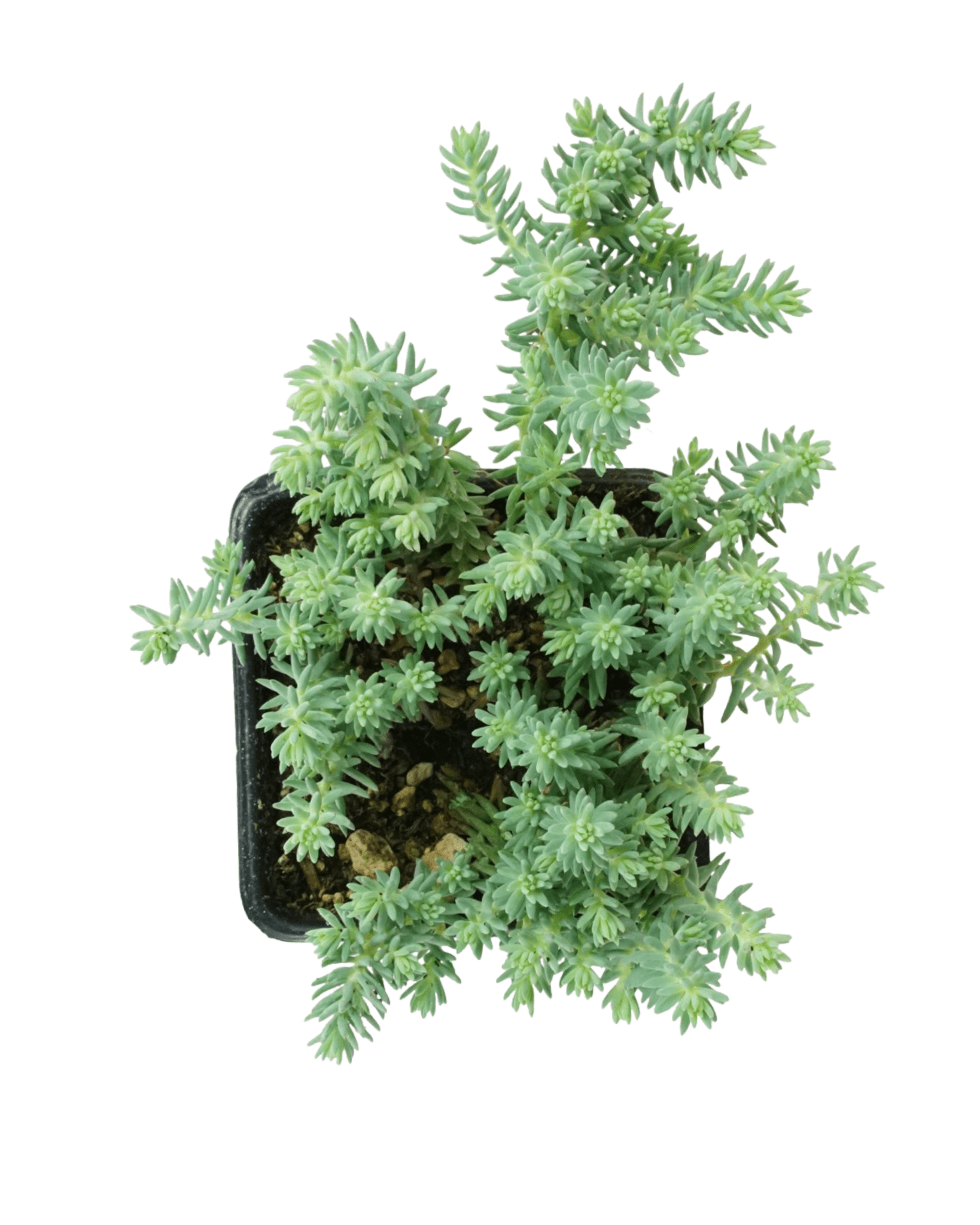 blue spruce succulent Sedum reflexum 'Blue Spruce' – The Garden Corner