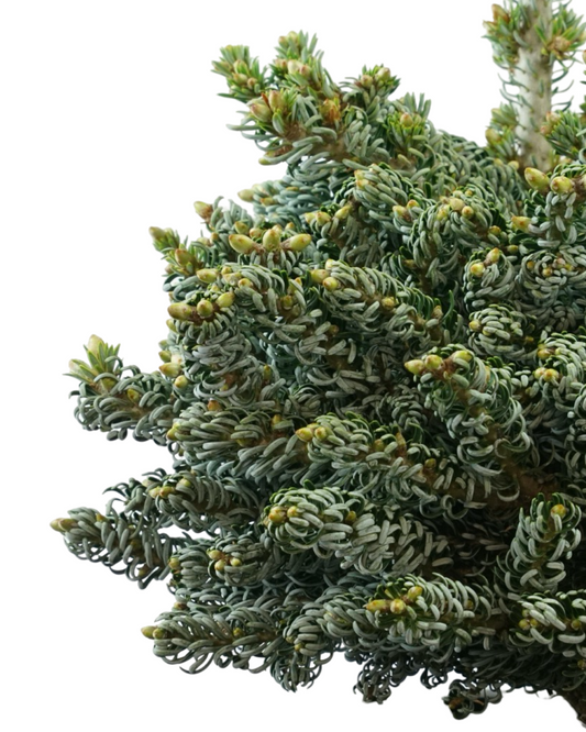 Abies koreana 'Ice Breaker'