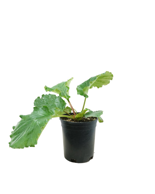 Bergenia ciliata 'Ripple Effect'