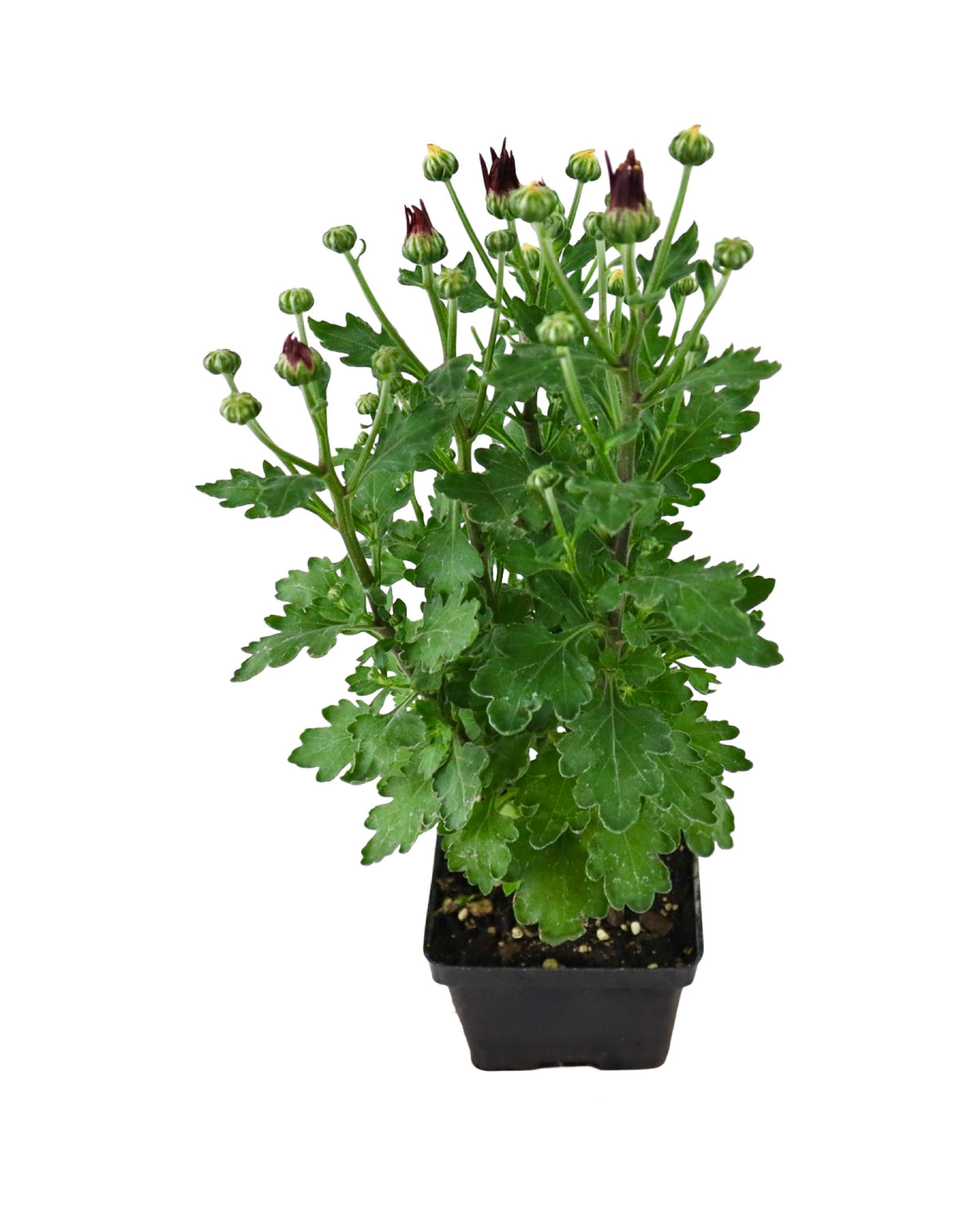 Chrysanthemum 'Loki Red' - Seasonal Plant