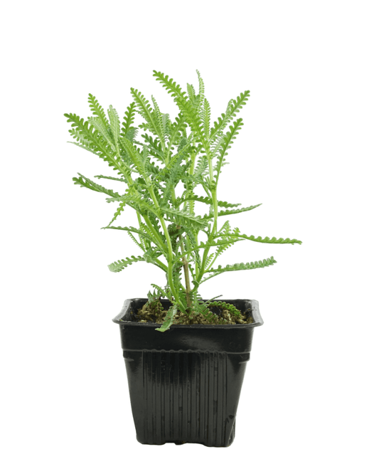Lavandula 'Fernleaf' - The Garden Corner