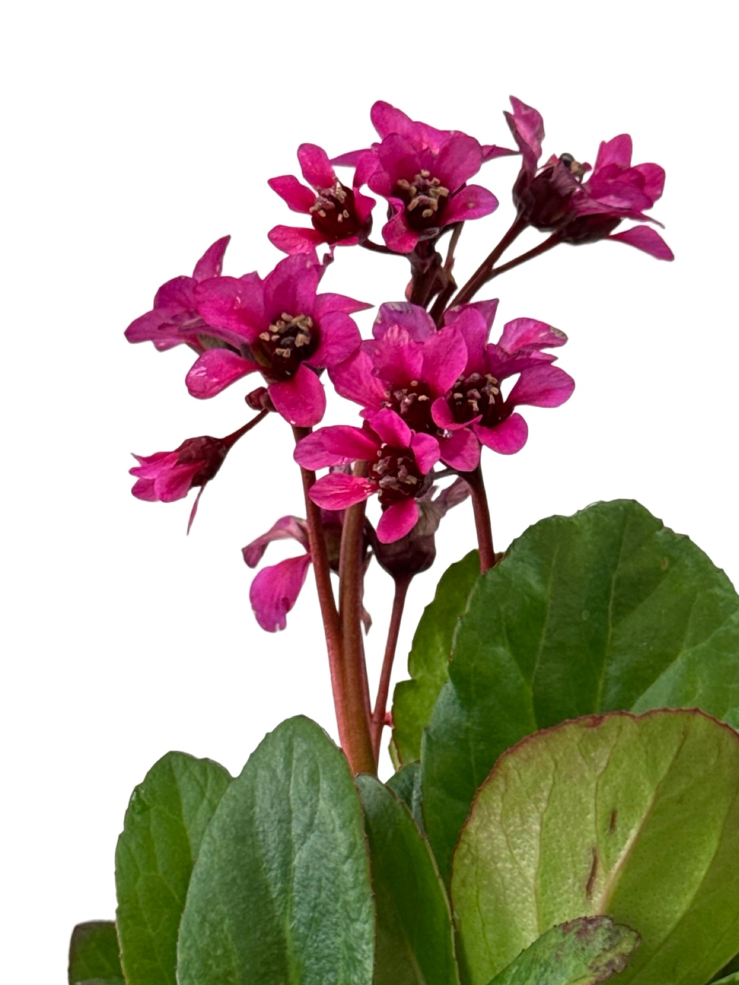 Bergenia Early Brilliance™ 'Magenta' - Perennials