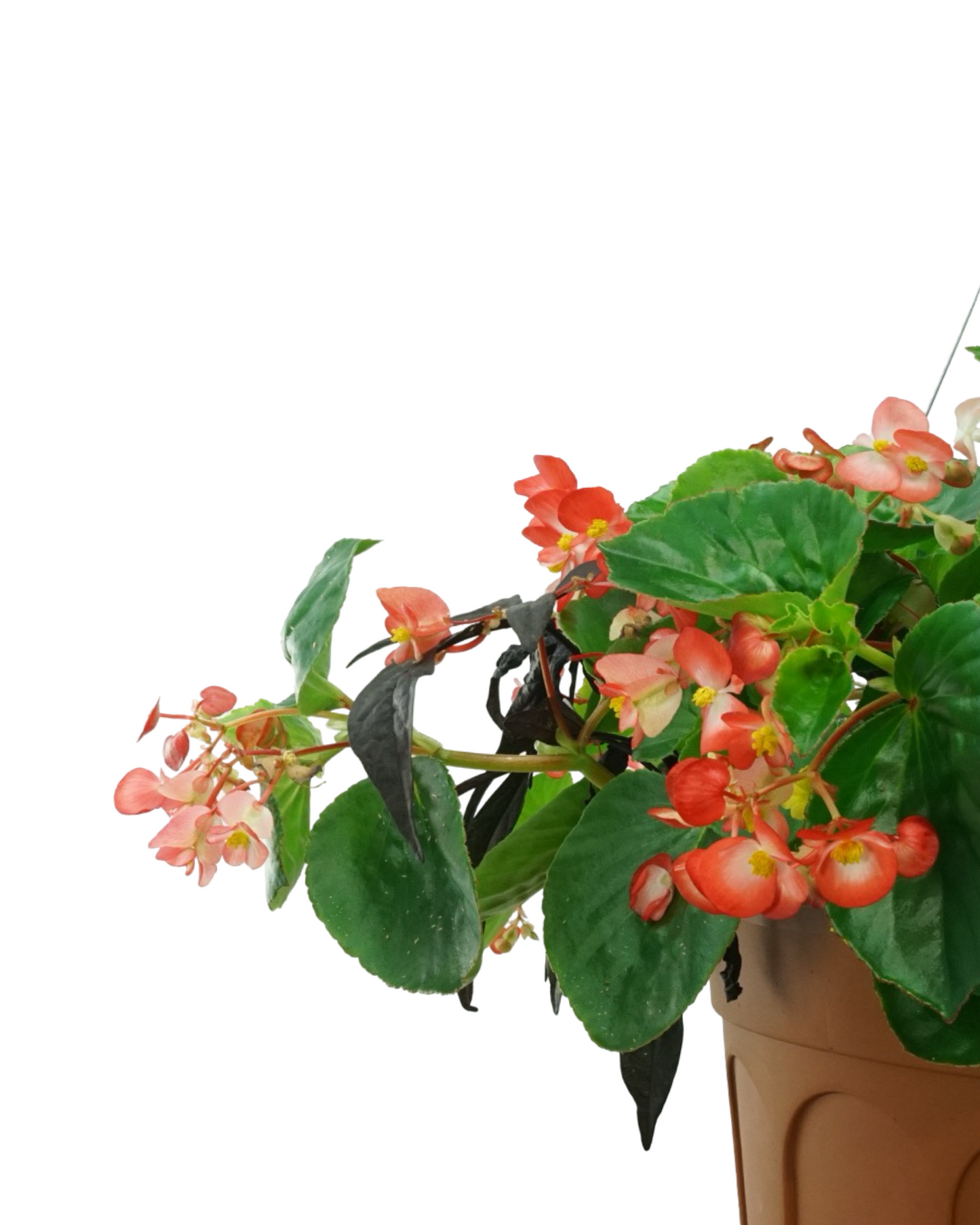 Basic Basket - Annuals