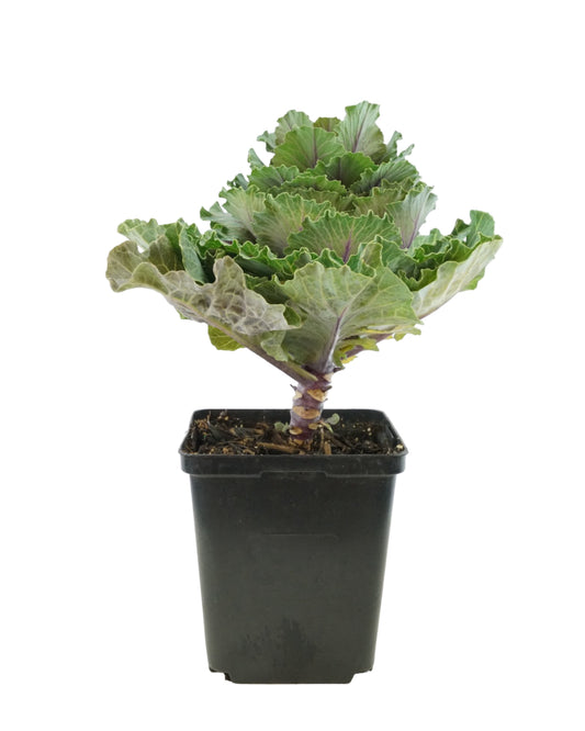 Cabbage 'Pigeon Red' - Seasonal Plant
