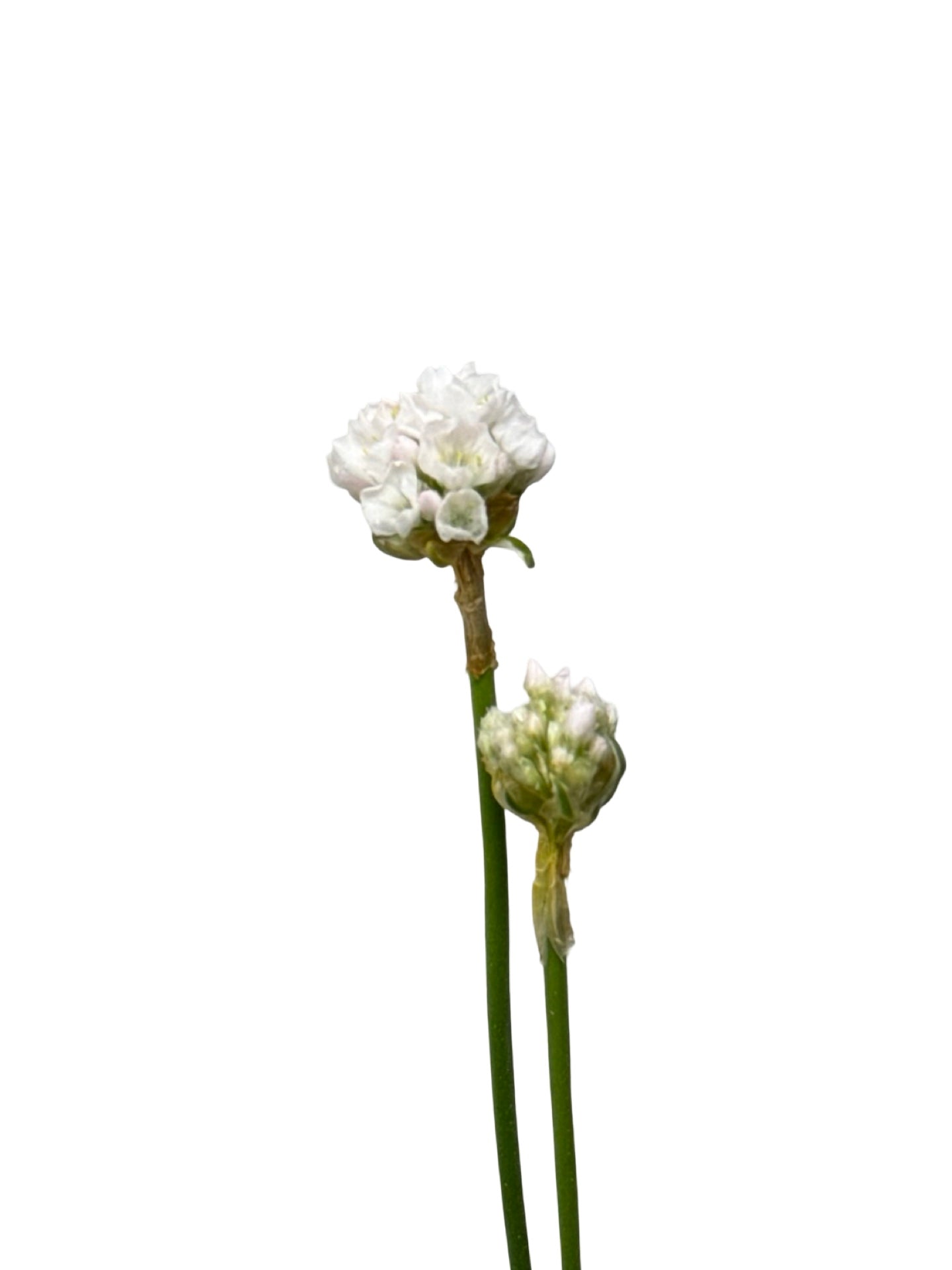 Armeria maritima 'Alba' - Perennials