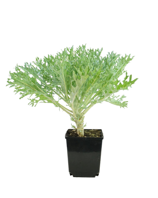 Kale 'Peacock White'