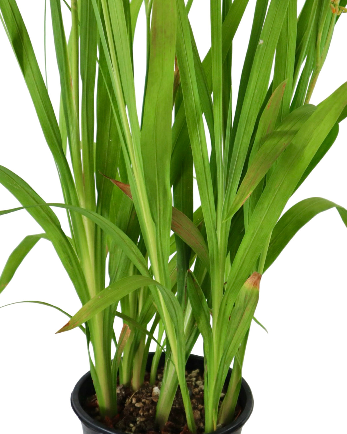 Crocosmia x crocosmiiflora 'George Davison' - Perennials